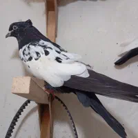 سه جفت جوجه سینه سیاه چهار پره و دو نره|پرنده|مرودشت, ابوذر شمالی|دیوار