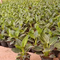 فروش گل گیاه