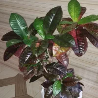 گل بسیار زیبا گلدونشم تازه خریدم نونو