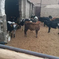 گوساله گیل وگیلدورگ واکسن تب برفکی خورده ۴۳ملیون