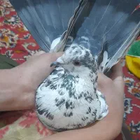 کفتر مایه ای و پرشی