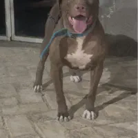 پیتبول ماده