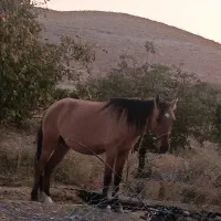 مزرعه