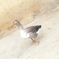 غاز ماده سرحال