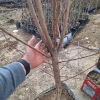 نهال بادام درشت تک و عمده موجود همراه با بادام