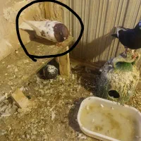 کبوتر|پرنده|تبریز, |دیوار