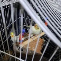 ۴تا عروس هلندی موجود هست