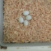 جفت مولد عروس هلندی|پرنده|مهاباد (آذربایجان غربی), |دیوار