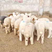 29 عدد بره نر درجه یک