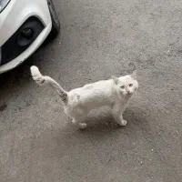گربه پرشین پیدا شده