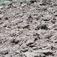۱ هکتار زمین برای کشت نصف‌ نصف