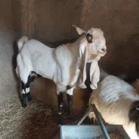 نری پاکستانی .بز پاکستانی .بره نر سبک و نژاد دار