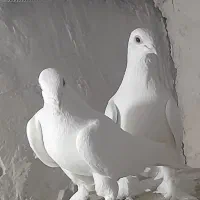 کفتر|پرنده|تبریز, |دیوار