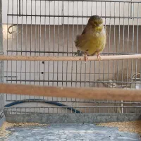 قناری ماده گلاستر هوش آماده