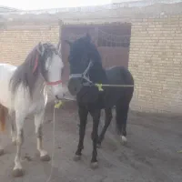 اسب