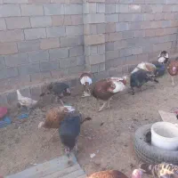 ۶ عدد بوقلمون نر  محلی|حیوانات مزرعه|ماهیدشت, |دیوار