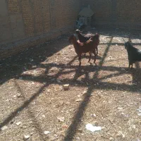 بز جوان اول شکم هر پاکستانی