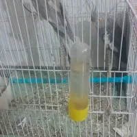 ۲ تا پرنده عروس هلندی