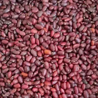 لوبیا قرمز محلی|خوردنی و آشامیدنی|اسفرورین, |دیوار