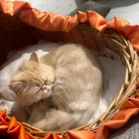 گربه نژاد پرشین