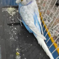 جفت مرغ عشق مولد