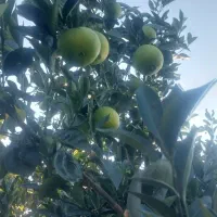 خرید نارنگی وپرتقال به قیمت صادرات