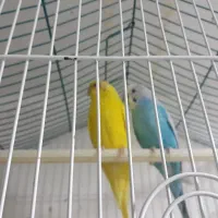 جفت مرغ عشق