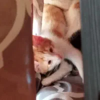 گربه واگذاری رایگان