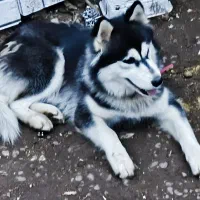 سگ هاسکی ماده