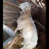 دام زنده بهداشتی و سالم در تمام نقاط کرج