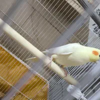 عروس هلندی|پرنده|پیشوا, |دیوار