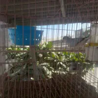 مرغ عشق|پرنده|چابهار, |دیوار