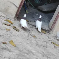 کبوتر|پرنده|سپیدان, |دیوار