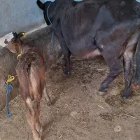 گاو گوساله دار ماده