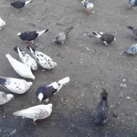 کبوتراز100شروع میشه به بالا|پرنده|ساری, |دیوار