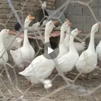 قوغاز|حیوانات مزرعه|مشهد, شهرک صنعتی توس|دیوار