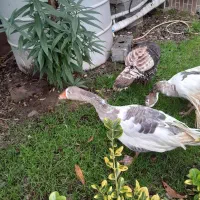 غازوبوقلمون محلی