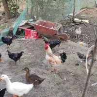 تعدادی مرغ و خروس جوان لری محلی بفروش میرسه