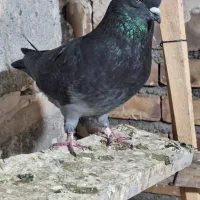 تعد ۷ عدد کبوتر پرشی|پرنده|فیرورق, |دیوار