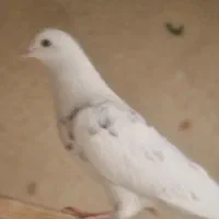 کفتر سفید پرش. سنگین|پرنده|فردیس, شهرک ۱۱۰|دیوار