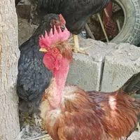 دو عدد خروس خانگی|حیوانات مزرعه|چناران, |دیوار
