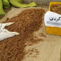 پیاز زعفران خشک تازه برداشت شده