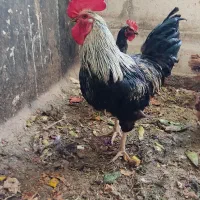 خروس فروشی|حیوانات مزرعه|بروجن, |دیوار