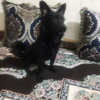 اشپیز