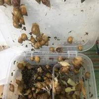 حلزون معاوضه