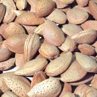 بادام سنگی|خوردنی و آشامیدنی|شیراز, قلات|دیوار