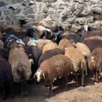 بره و شیشک نزاییده خوش پخت مناسب