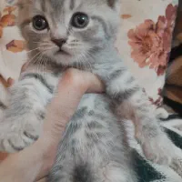 گربه
