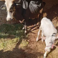 گاو ب همراه گوسالع