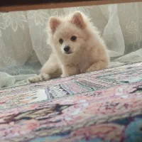 سگ پامرفروشی|سگ|قدس, شهر‌قدس|دیوار